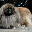 Pekingese